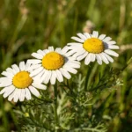 Kamilica (Matricaria chamomilla)