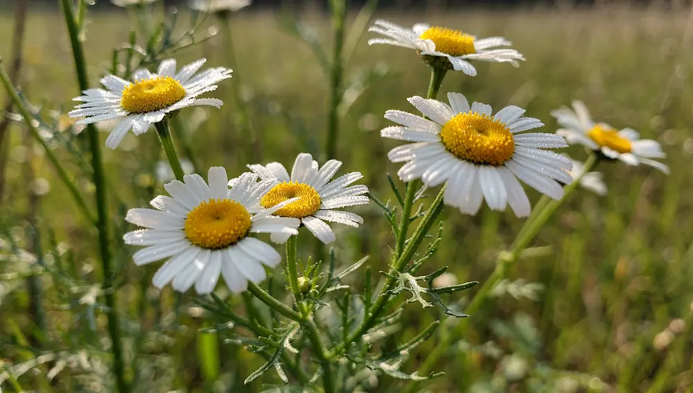 Kamilica ljekovita svojstva
