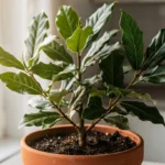 Lovor ljekovita svojstva