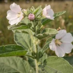 Bijeli sljez (lat. Althaea officinalis)