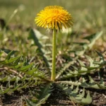 Maslačak (Taraxacum officinale)