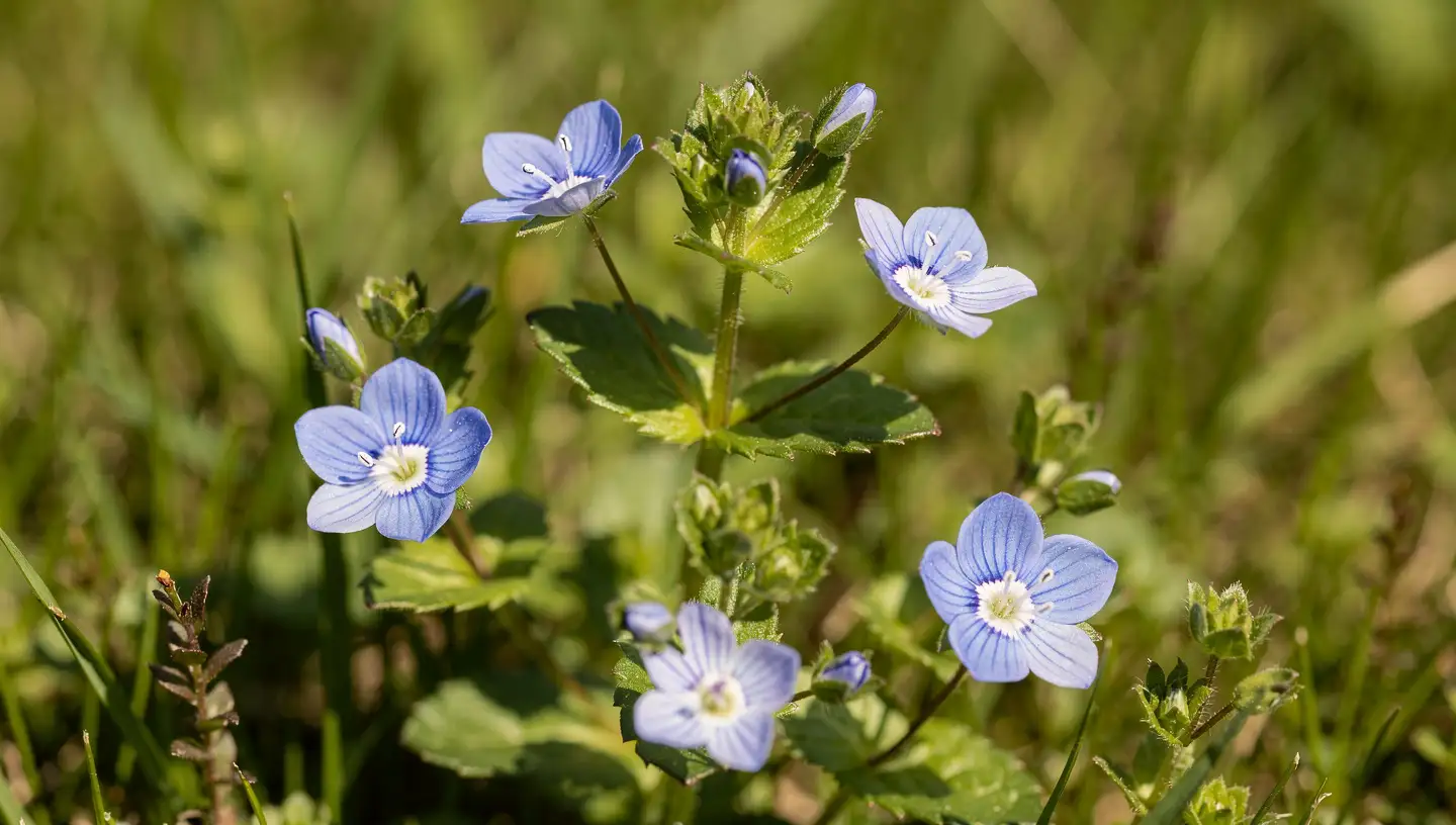 Zmijina veronika (Veronica chamaedrys)