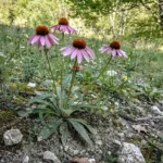 Ehinacea biljka