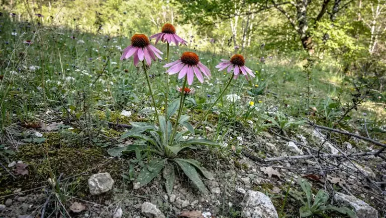 Ehinacea biljka