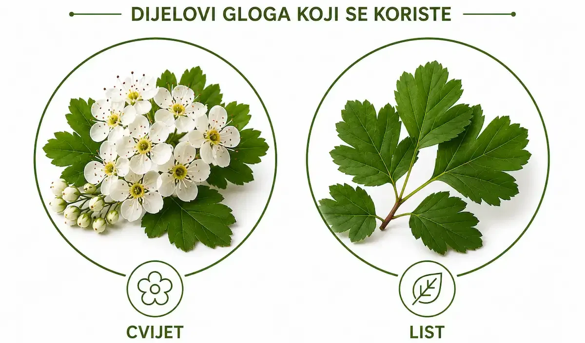 Cvijet i list gloga