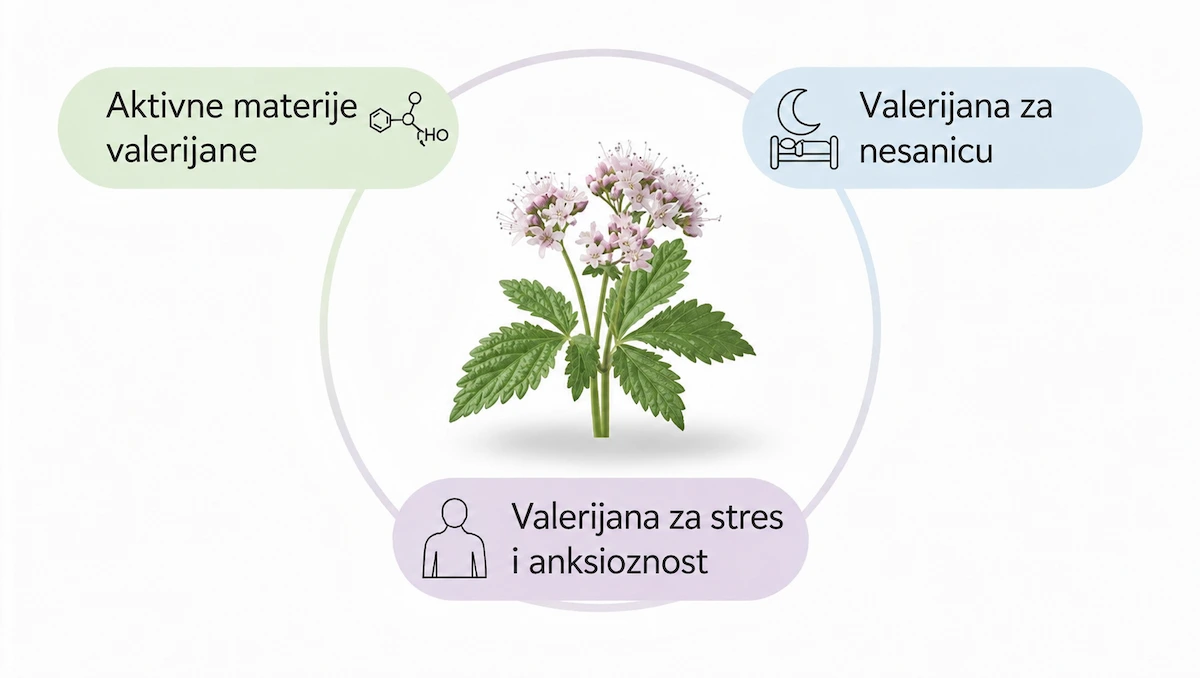 Ljekovito djelovanje valerijane